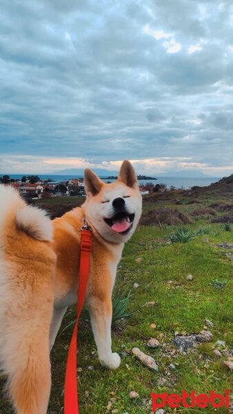 Akita İnu, Köpek  Luna fotoğrafı