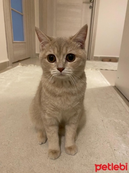British Shorthair, Kedi  Mia fotoğrafı