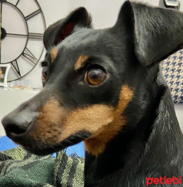 Minyatür Pinscher, Köpek  Mia fotoğrafı