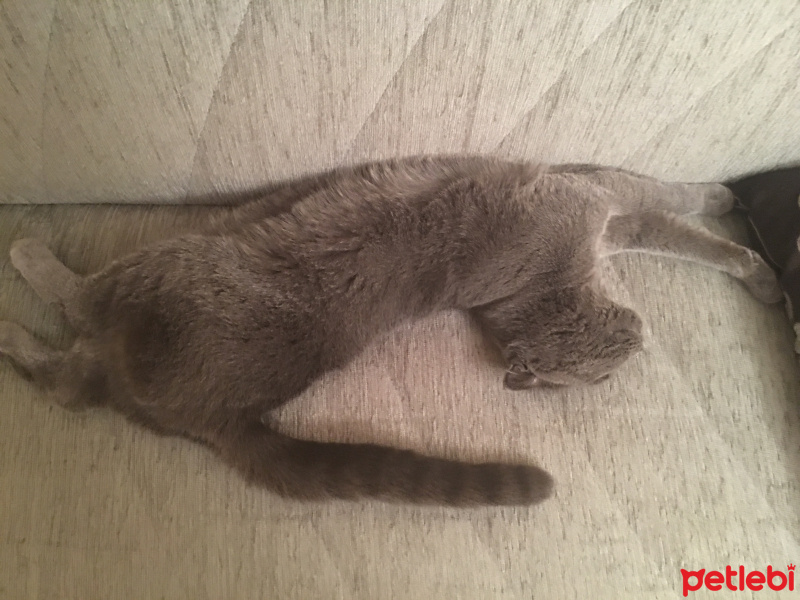 Scottish Fold, Kedi  Mia fotoğrafı