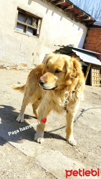 Golden Retriever, Köpek  Paşa fotoğrafı