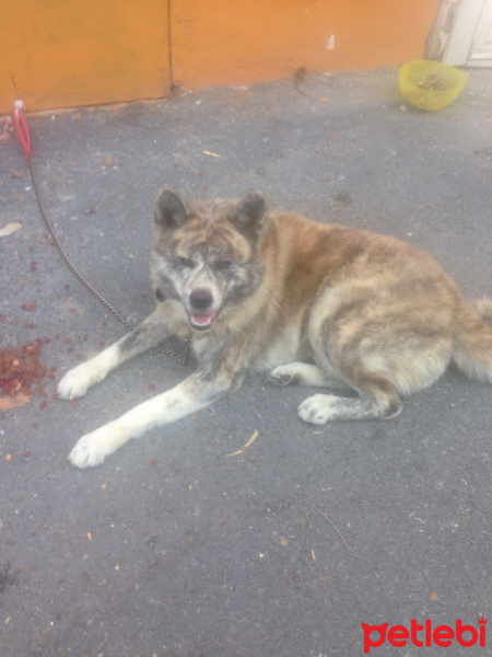 Akita İnu, Köpek  Akita fotoğrafı