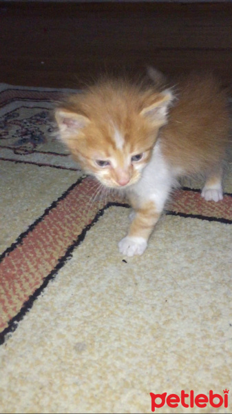 Laperm, Kedi  Kedi fotoğrafı