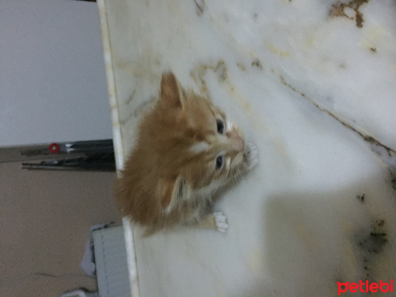 Laperm, Kedi  Kedi fotoğrafı