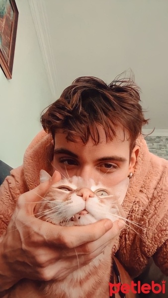 Sarman, Kedi  Tarçın fotoğrafı