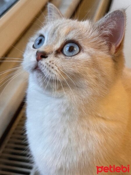 British Shorthair, Kedi  bihter fotoğrafı