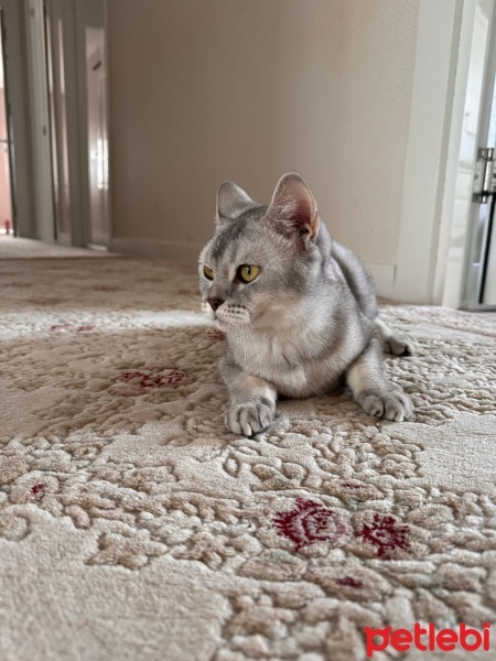 British Shorthair, Kedi  Miya fotoğrafı