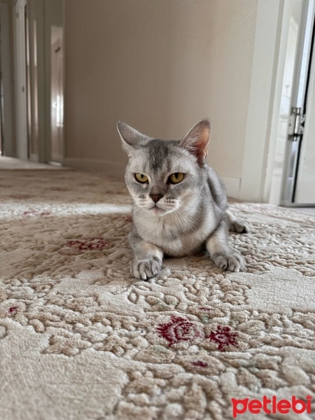 British Shorthair, Kedi  Miya fotoğrafı