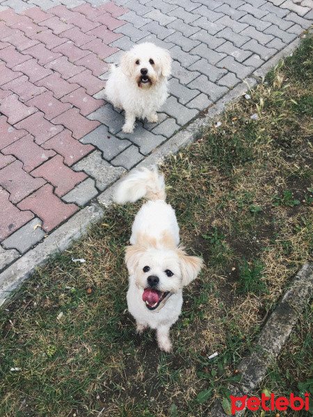 Maltese, Köpek  Prenses fotoğrafı