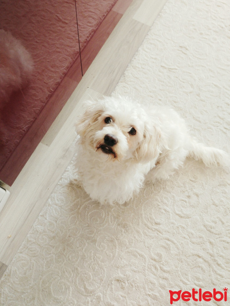 Maltese, Köpek  Prenses fotoğrafı