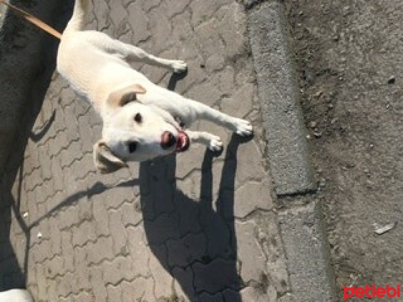 Sokö (Sokak Köpeği), Köpek  Casper fotoğrafı