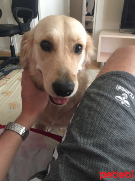 Golden Retriever, Köpek  EVA fotoğrafı