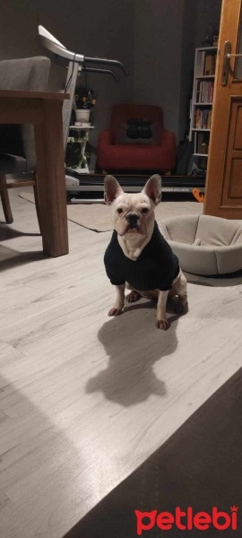 Fransız Bulldog, Köpek  Arya fotoğrafı