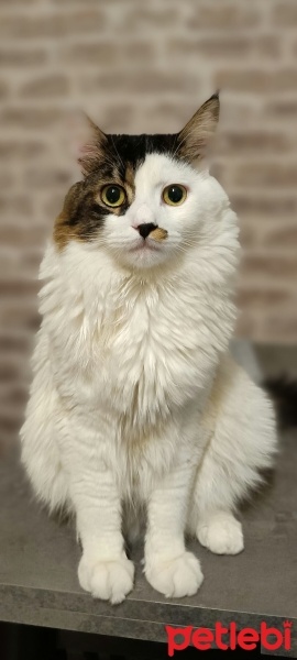 Tekir Kedi, Kedi  Korsan fotoğrafı