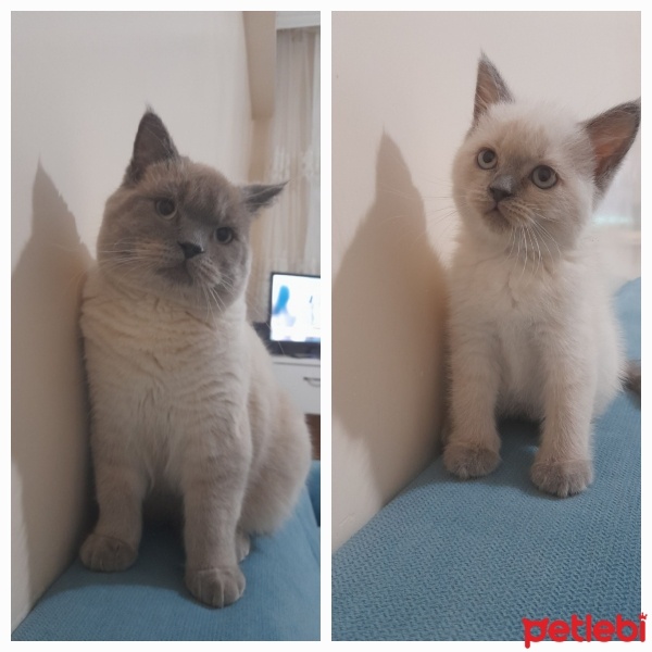 British Shorthair, Kedi  PAMUK fotoğrafı