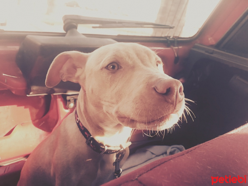 Amerikan Pitbull Terrier, Köpek  Dio fotoğrafı