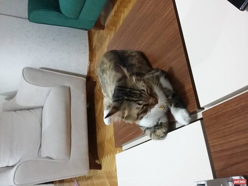 Tekir Kedi, Kedi  ŞAŞKIN fotoğrafı