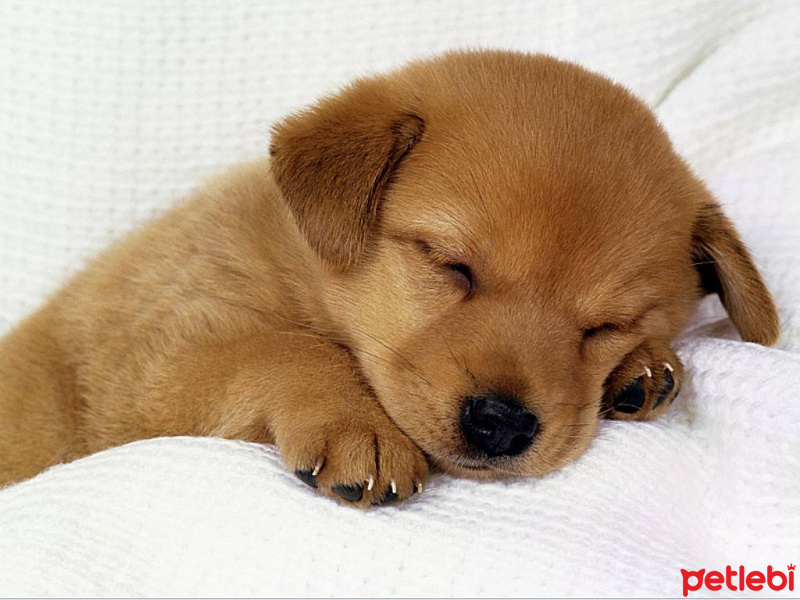 Golden Retriever, Köpek  fındık fotoğrafı