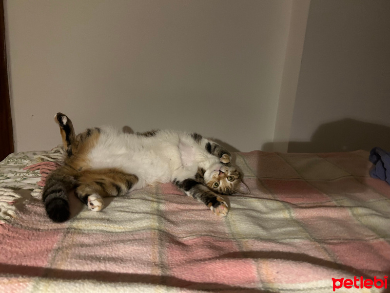 Tekir Kedi, Kedi  Patik fotoğrafı