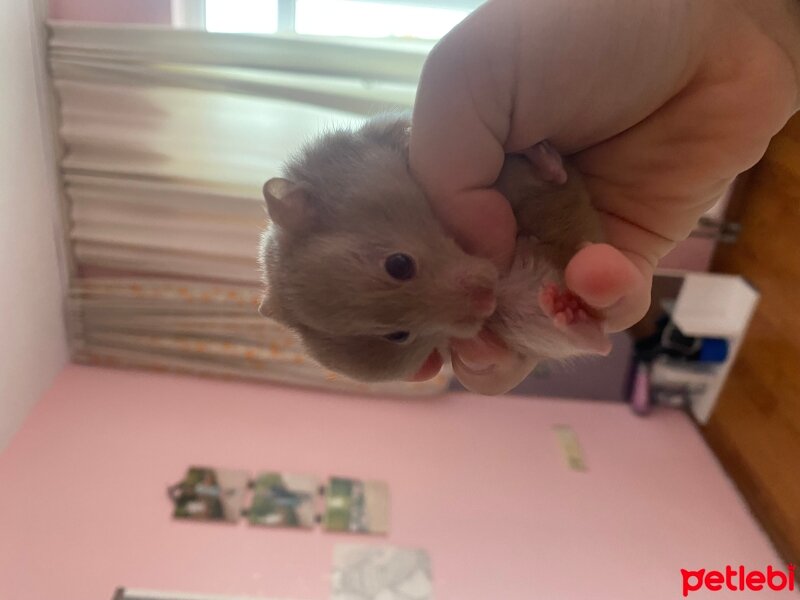 Hamster, Kemirgen  Jerry fotoğrafı