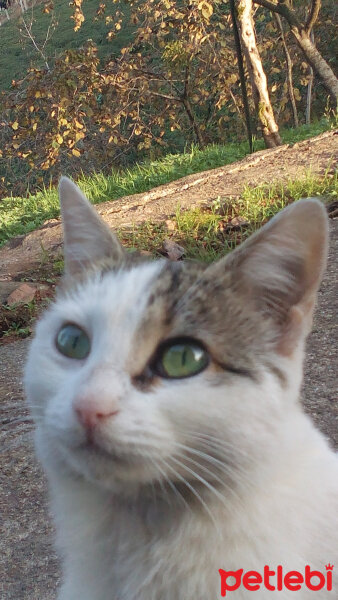 Tekir Kedi, Kedi  Ponçiik fotoğrafı