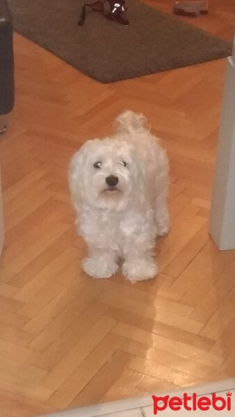 Coton De Tulear, Köpek  Badi fotoğrafı