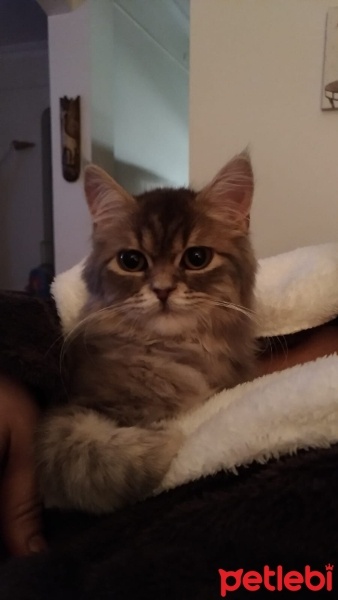 British Longhair, Kedi  Poti fotoğrafı