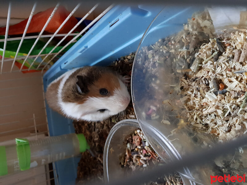 Guinea Pig, Kemirgen  Crystal fotoğrafı