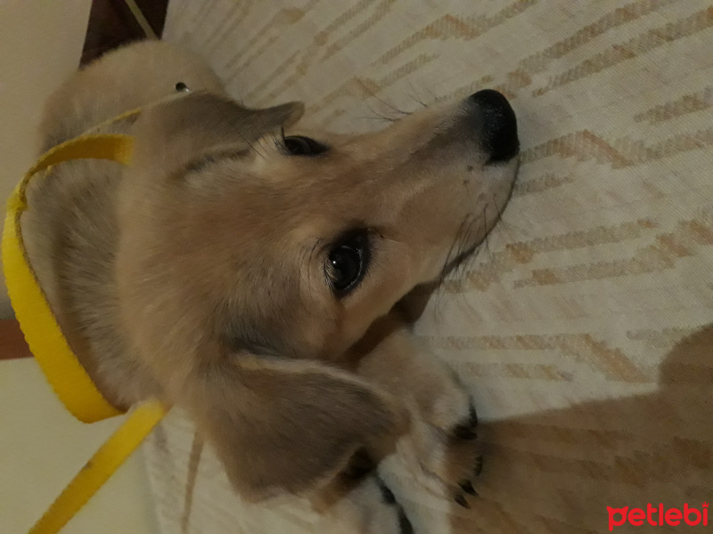 Golden Retriever, Köpek  Misha fotoğrafı