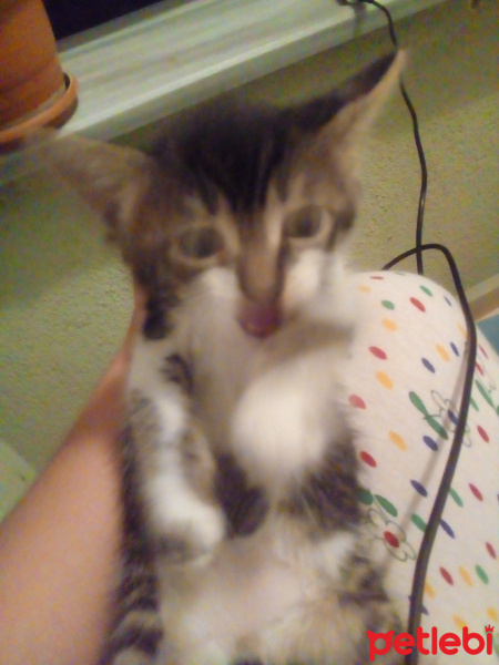 Somali, Kedi  Şila fotoğrafı
