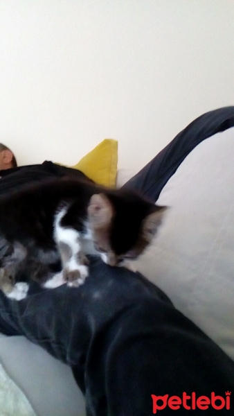 Somali, Kedi  Şila fotoğrafı