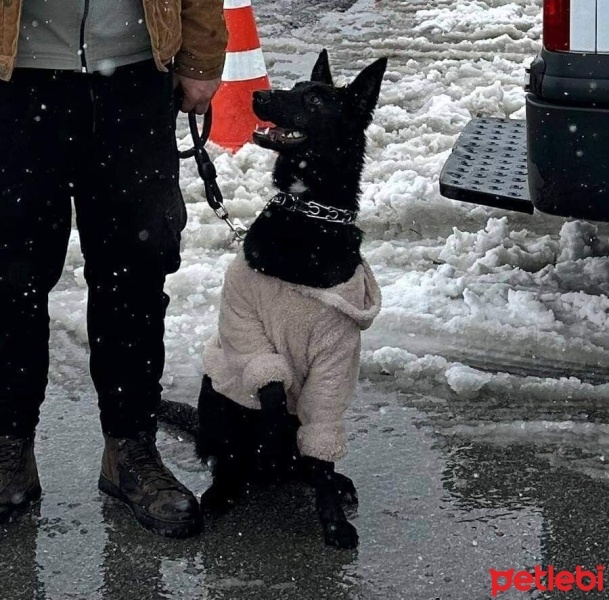 Alman Çoban Köpeği, Köpek  Mia fotoğrafı