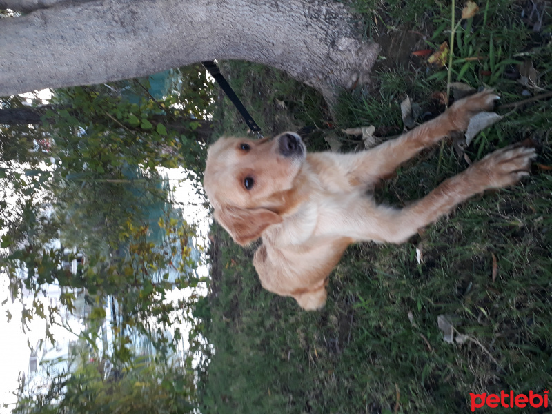Golden Retriever, Köpek  Jessie fotoğrafı