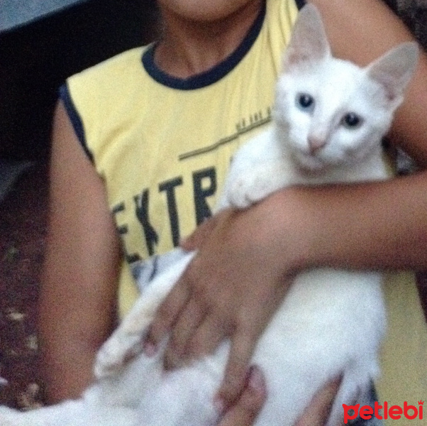 Van Kedisi, Kedi  Lucky fotoğrafı