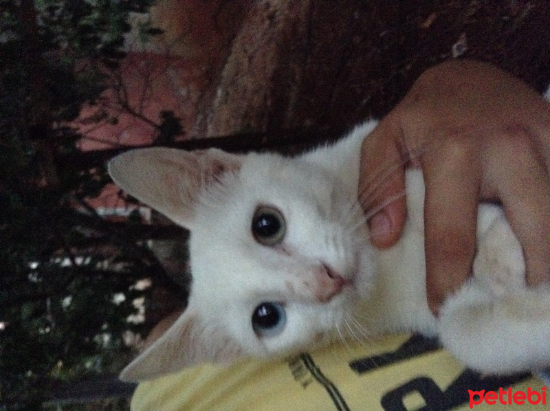 Van Kedisi, Kedi  Lucky fotoğrafı