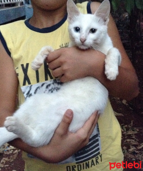 Van Kedisi, Kedi  Lucky fotoğrafı