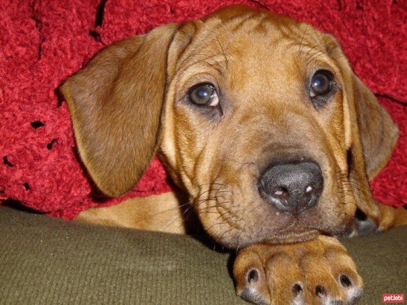 Rhodesian Ridgeback, Köpek  Fred fotoğrafı