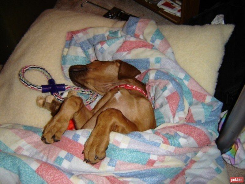 Rhodesian Ridgeback, Köpek  Fred fotoğrafı