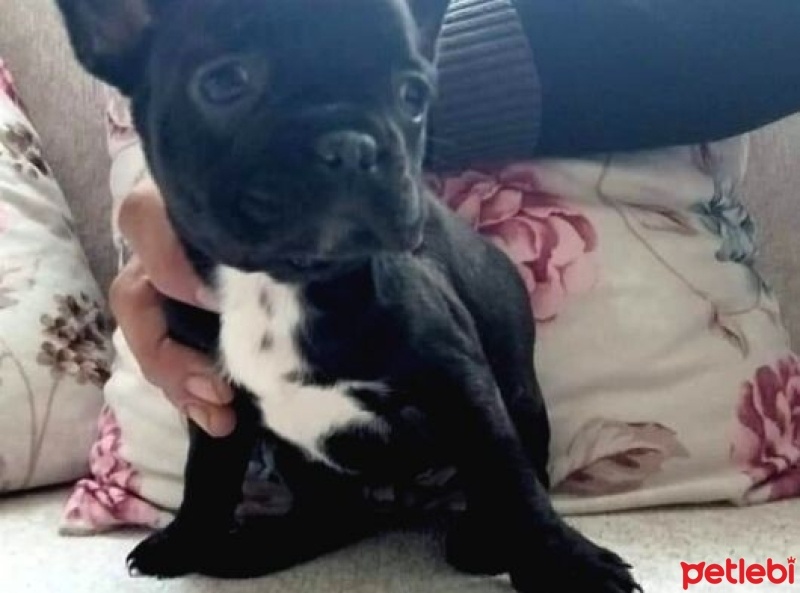 Fransız Bulldog, Köpek  Dark - Gece fotoğrafı
