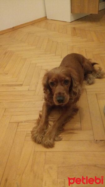 İngiliz Cocker Spaniel, Köpek  Süslü fotoğrafı