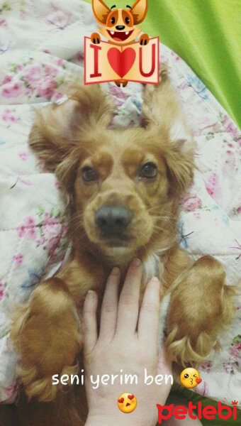 İngiliz Cocker Spaniel, Köpek  Süslü fotoğrafı