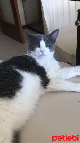 Tuxedo (Smokin) Kedi, Kedi  Kotiri fotoğrafı