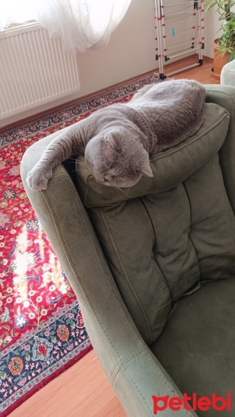 British Shorthair, Kedi  Duman fotoğrafı