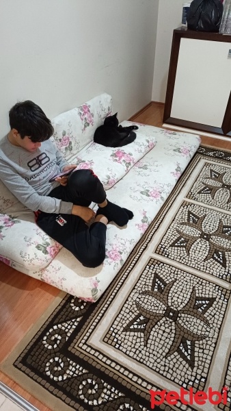Bombay, Kedi  Bihter fotoğrafı