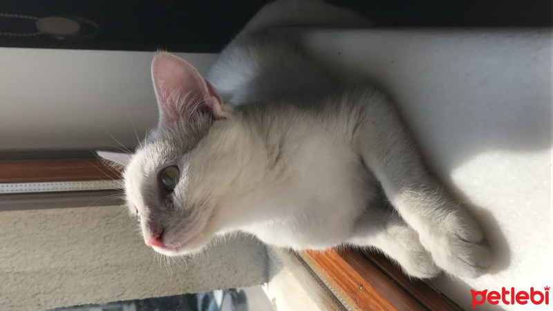 Tekir Kedi, Kedi  Bihter fotoğrafı