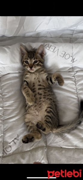 Bengal, Kedi  Prens fotoğrafı