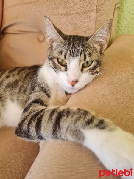Tekir Kedi, Kedi  TEKİLA fotoğrafı