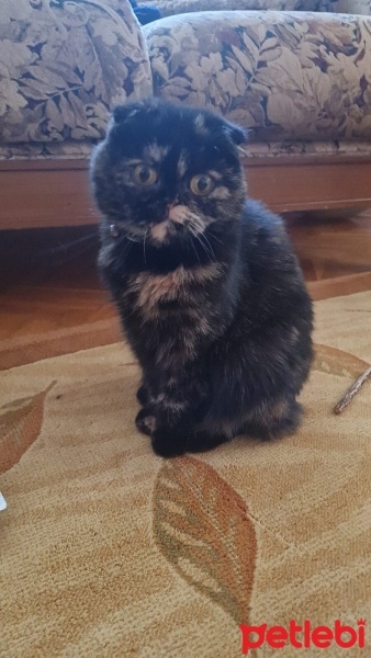 Scottish Fold, Kedi  BİTTER fotoğrafı
