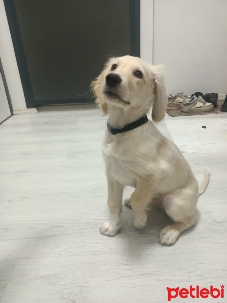 Golden Retriever, Köpek  Turşu fotoğrafı
