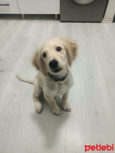 Golden Retriever, Köpek  Turşu fotoğrafı